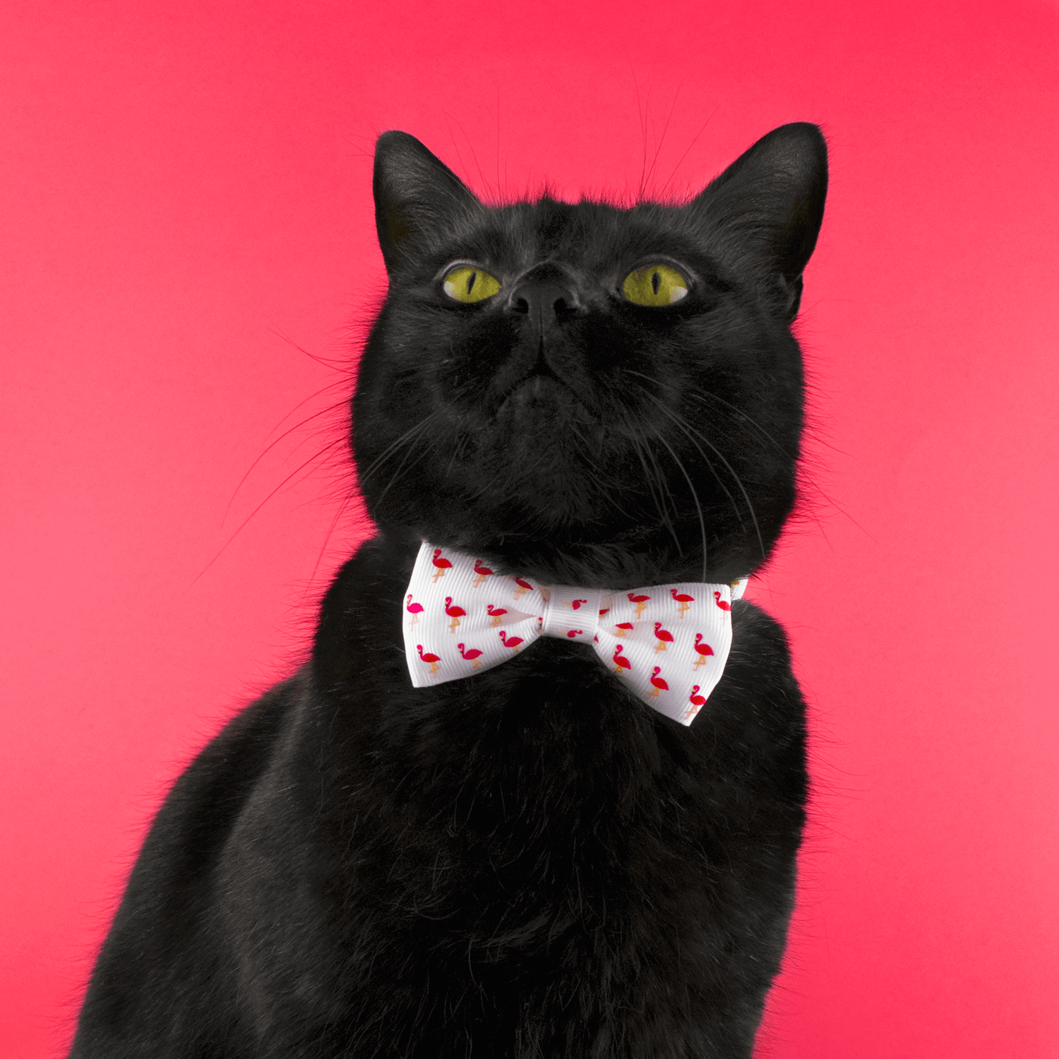cat red breakaway bow tie collar