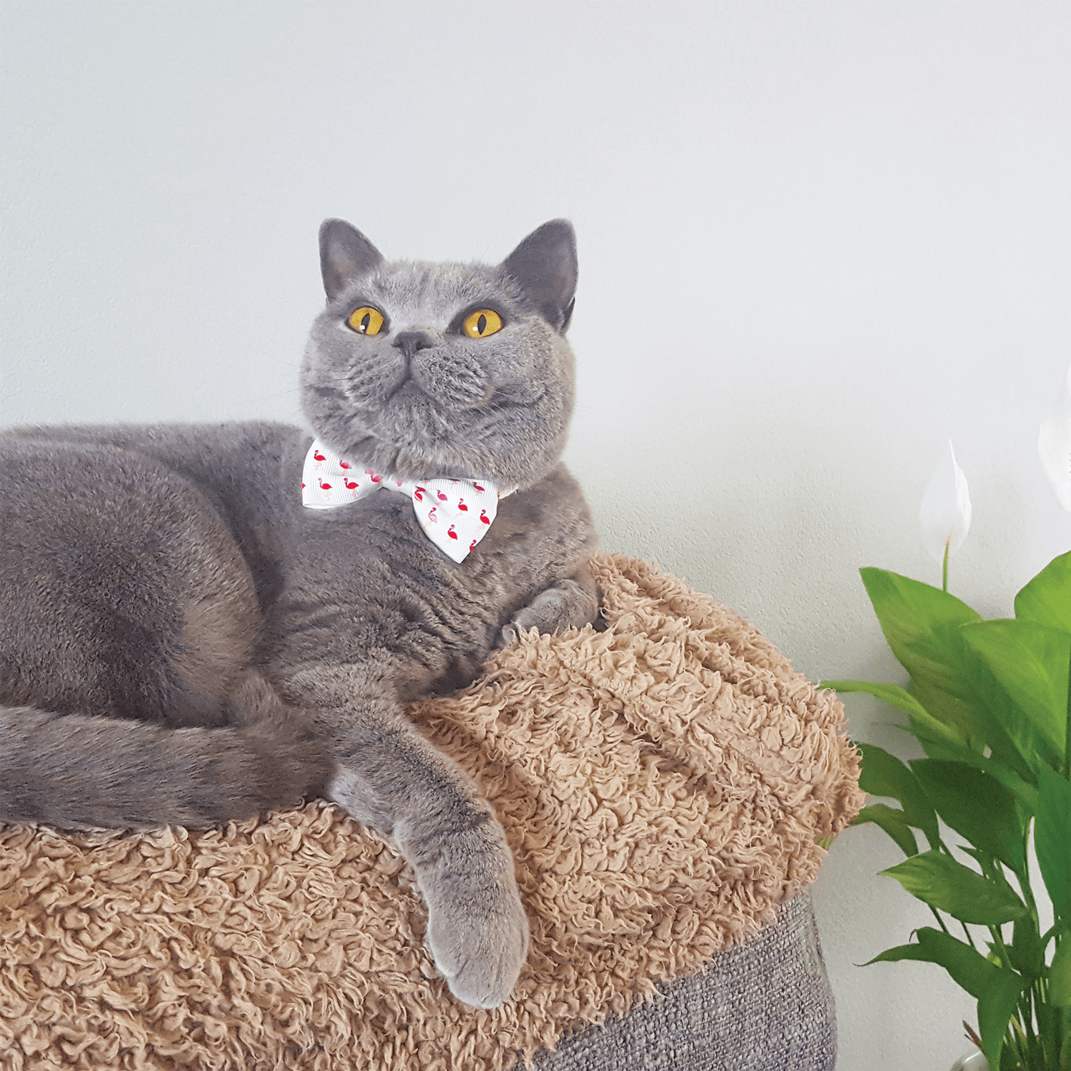 cat necktie collar